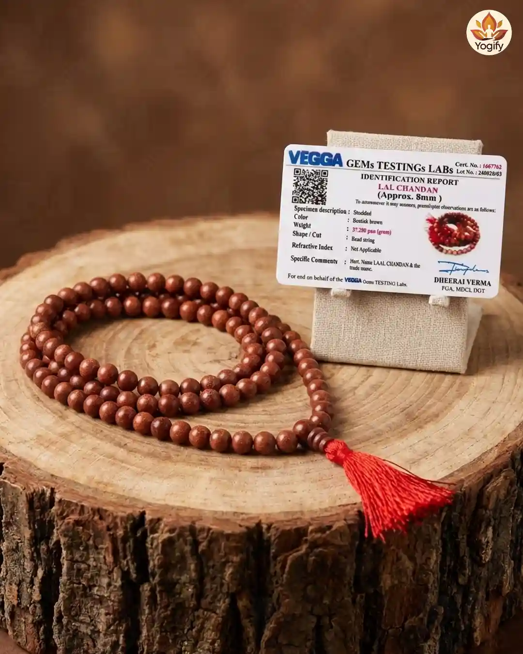 Red Sandalwood Mala and Bracelet with certificate combo - 8 mm